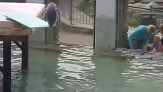 Havuza Atlayamayan Acemi Penguen
