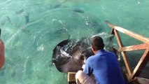 Stingray jumps onto ramp for food