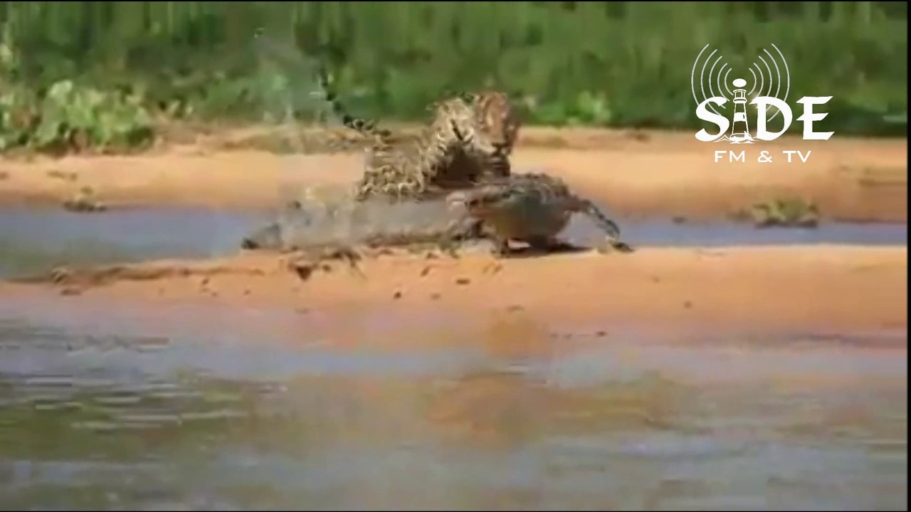 Timsah avlayan LEOPAR