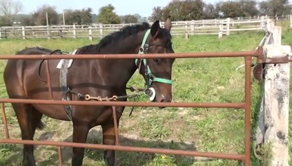 DECATUR,DECLIC,DIVIN et DIMITRI AUX ELASTIQUES