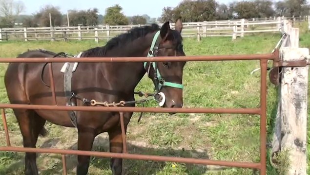 DECATUR,DECLIC,DIVIN et DIMITRI AUX ELASTIQUES