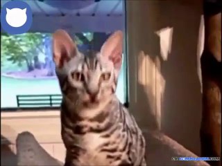 Cat Compilation | Mega Angry Cats Compilation