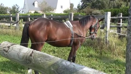 DIAMOND FOR EVER AUX ELASTIQUES