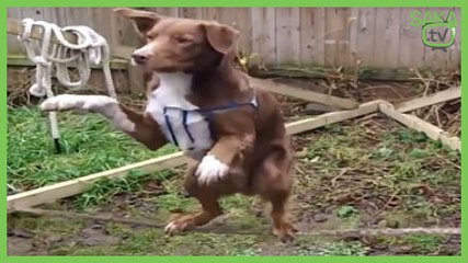 Bu Köpek Tam Bir Denge Ustası