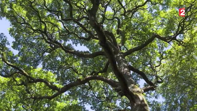 Un chêne vert de plus de 500 ans élu le plus bel arbre de l'année