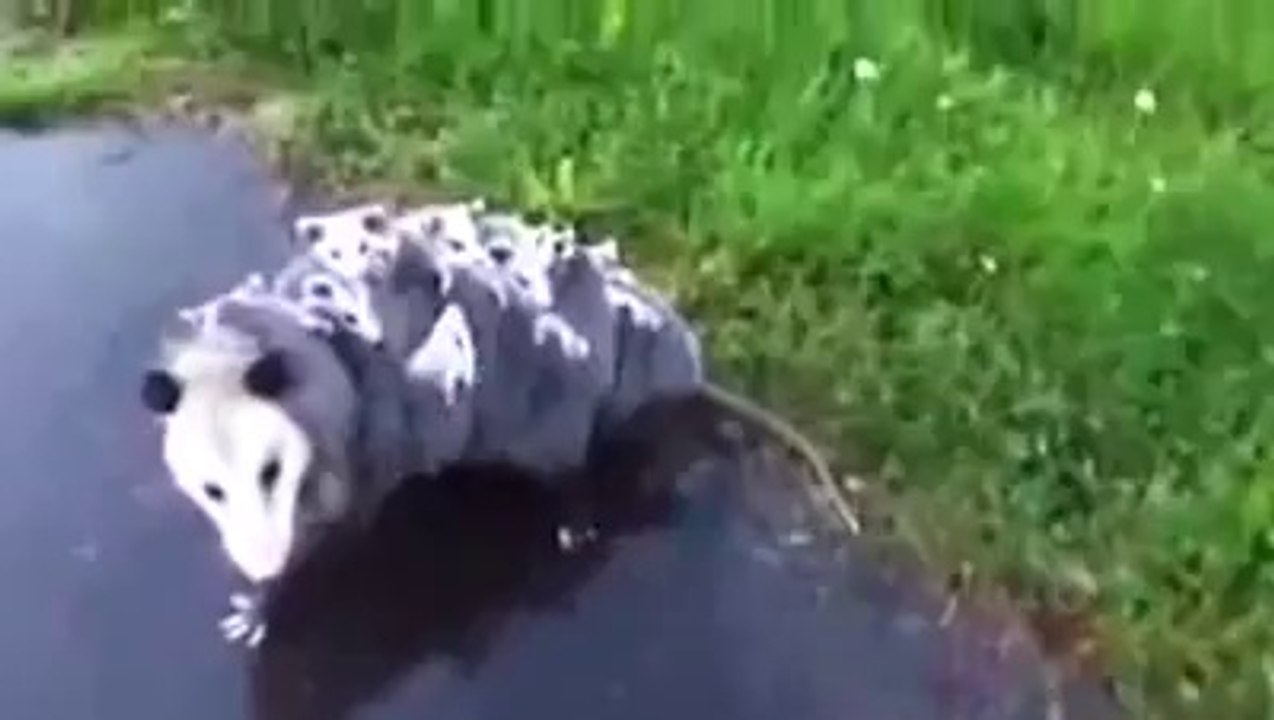 Awesome Possum