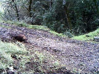 Cinghiali sulla Murgia ripresi con videocamera nascosta