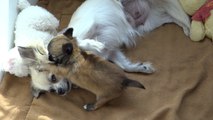 Chiot âgé d'1 mois qui joue avec sa mère - Le Mont des Canaillous - Chihuahuas poils longs