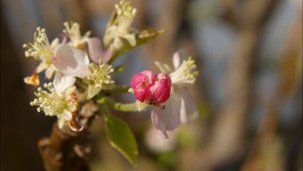 Tosti Medley (Webster Booth)