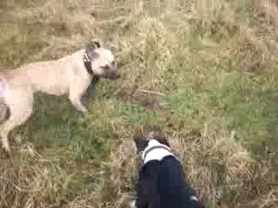 amstaff duel combat
