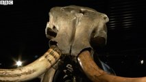 Nearly Complete Wooly Mammoth Skeleton Could Fetch More Than $400,000