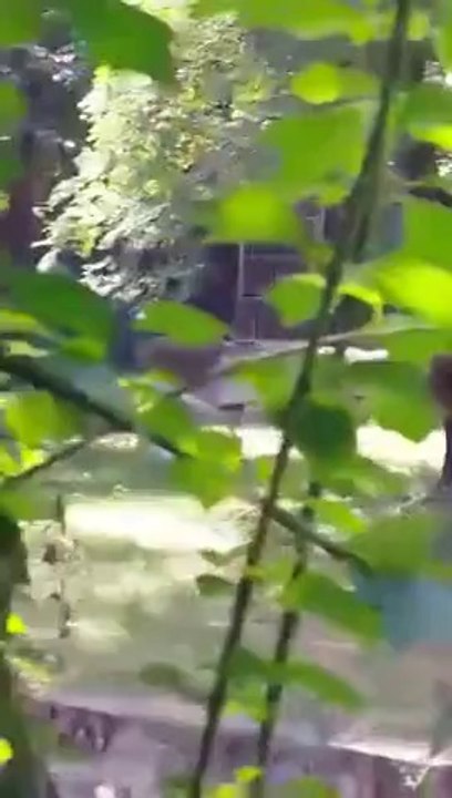 White tiger kills SCHOOL BOY in Delhi Zoo