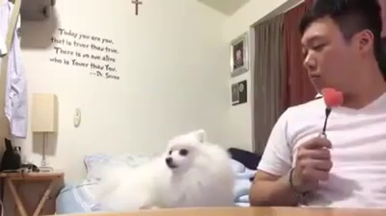 The owner of this dog has been taught to look away when he is eating, but the dog is smarter than the cute