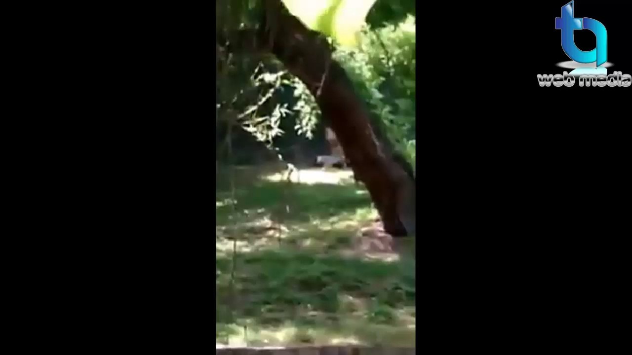 White Tiger Kills Class 12 Boy in Delhi Zoo