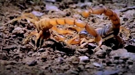 Yamyam Akrep ve Fare Karşılaşması