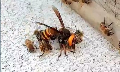 Birlikten Kuvvet Doğar..