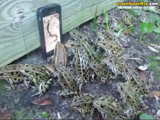 Telefondaki Solucan Videosunu Ağızları Sulanarak İzleyen Kurbağalar