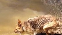 German Shepherd throws a tantrum when she has to quit swimming
