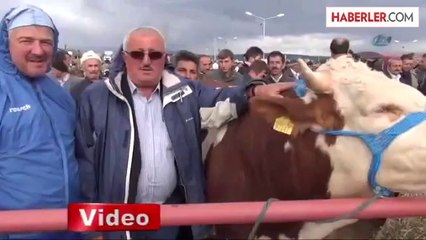 Kurbanlık Çok, Alıcı Yok