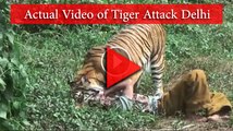 Actual Video of Tiger Attack in Delhi Zoo