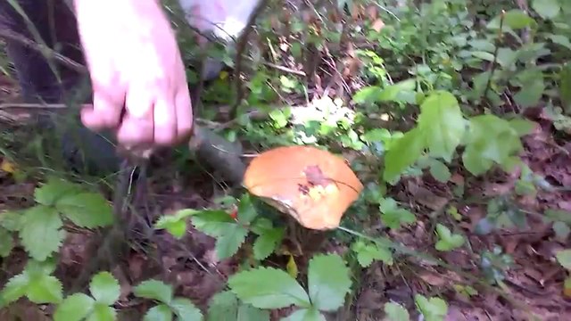 «Красивая земля». КП «Святая гора» - лучшее грибное место Подмосковья