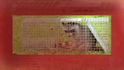 Fort Worth Pest Treatment