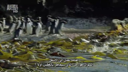 الكوكب المتحول الحلقه الخامسه نيوزيلندا animal planet