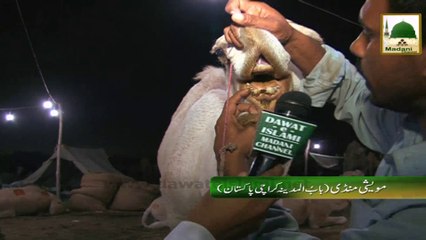 Short Clip - Road Show(04)- Qurbani(Mandi Maweshiyan Bab ul Madina Karachi 2013)