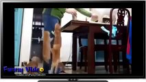Funny Videos_ Funny Cat Videos Ever- Funny Cats Compilation - Funny Animal Videos 2014