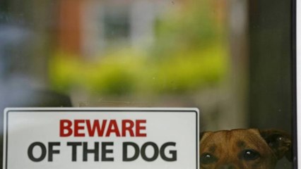 Ataque de cão feroz