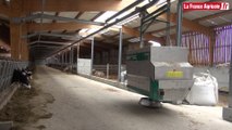 Bovins : un robot d'alimentation pour une distribution sur-mesure