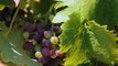 Mas Belles Eaux : élaboration de grands vins du Languedoc