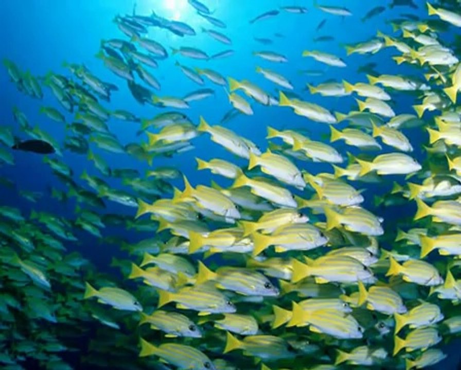 Happy Earth Day 2012  Earth Song Instrumental   Michael Jackson