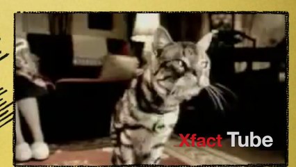 funny cat videos compilation 2014 [HD] - Cats Are Just The Best