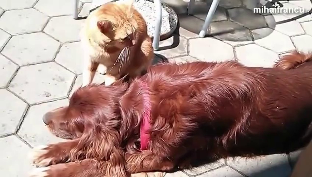 Ce chat embête le chien