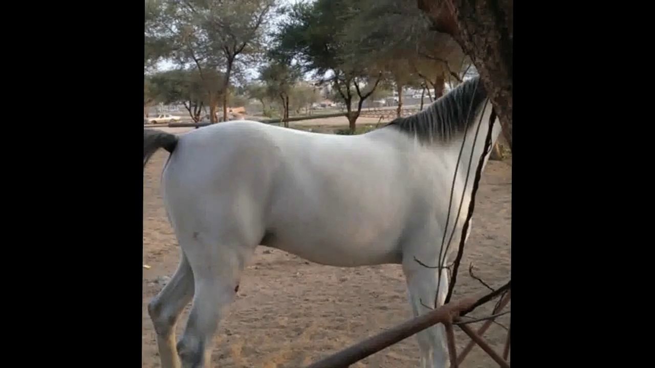 خيل