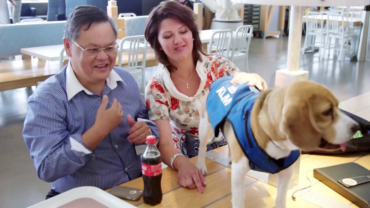Sherlock, le chien employé d'aéroport qui rend les objets perdus à ses propriétaires