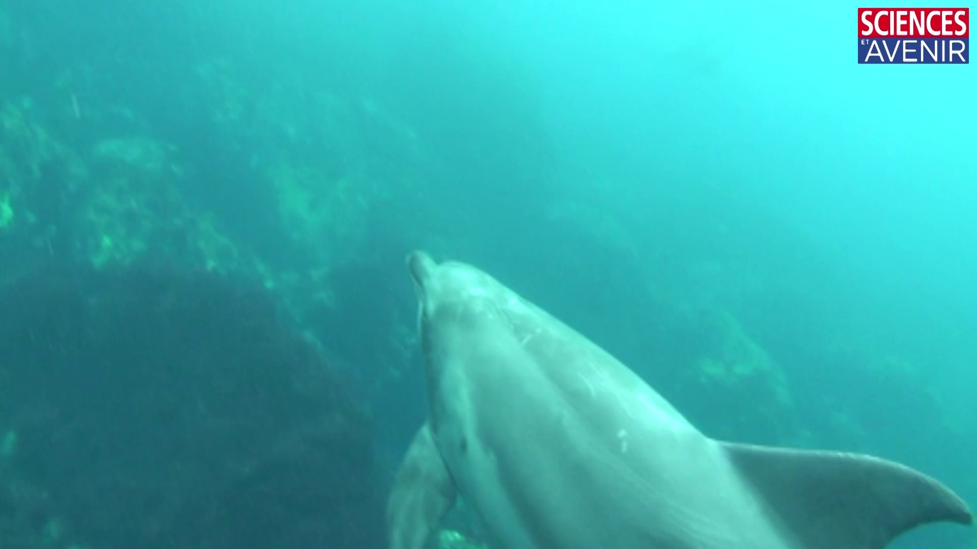 Combien De Litre De Sperm Lache Une Baleine