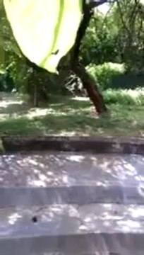 White tiger kills class 12 student inside Delhi zoo