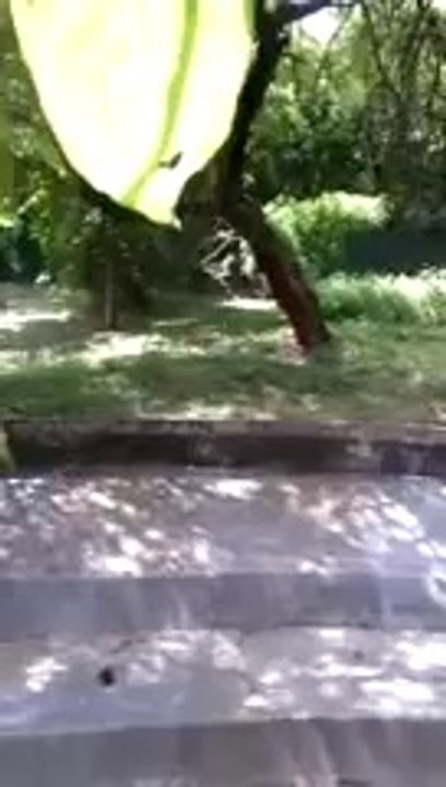 White tiger kills class 12 student inside Delhi zoo