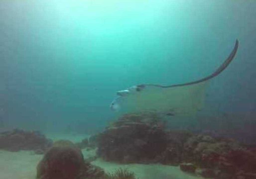 Unassuming Manta Rays Put on a Show for Diver