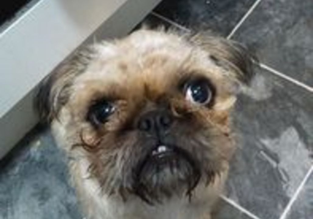 Attentive Pug Tilts Head for a Walk