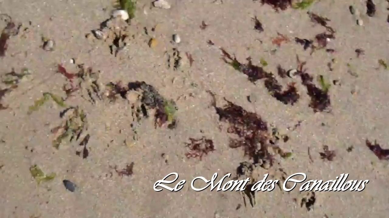 Les chichis à la plage - Le Mont des Canaillous - chihuahuas poils longs