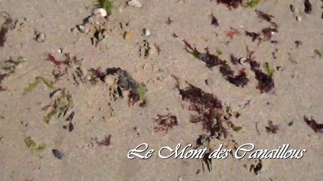 Les chichis à la plage - Le Mont des Canaillous - chihuahuas poils longs