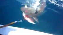 Köpek balığı canlı yemi nasıl yakaladı