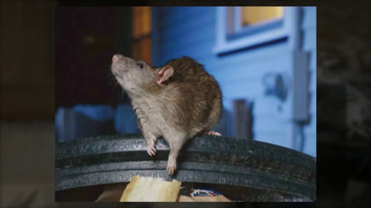 Top Five Household Pests in UK