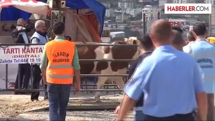 Boğa Kaçtı Timi? Göreve Hazır