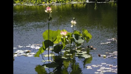 Estampes et haïkus-Et la lune descend sur le temple qui fut...