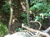 Monkeys Munch on Crackers in the Amazon
