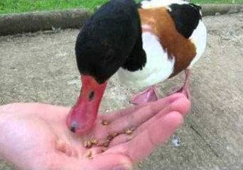 Duck Rapidly Eats Up Food
